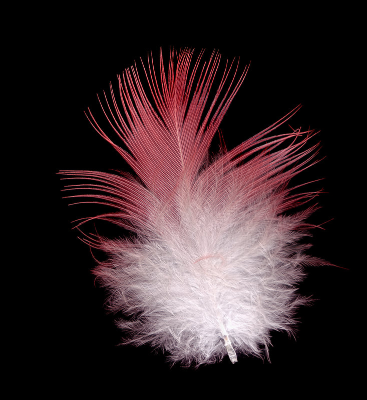 red and white feather.